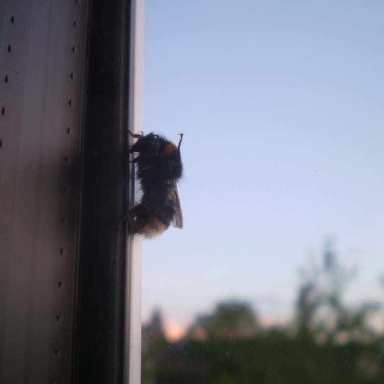 A bee on the outside of the window